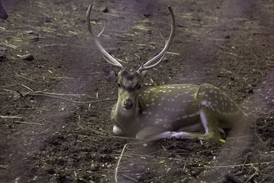 High angle view of deer on field