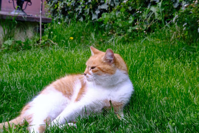 Cat relaxing on grass