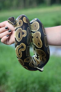 Cropped hand of woman holding snake