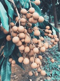 Close-up of fruits growing on plant