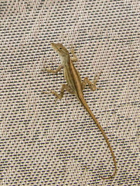 Close-up of grasshopper