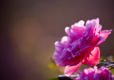 Close-up of pink rose flower