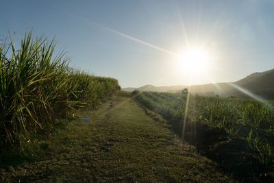 Scenic view of field against bright sun