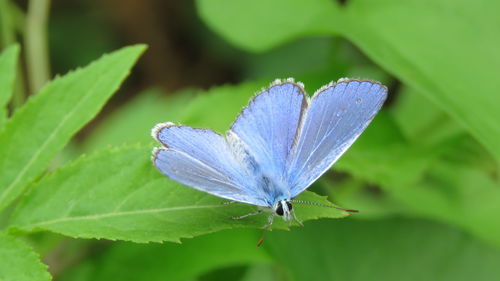 Butterfly on plant