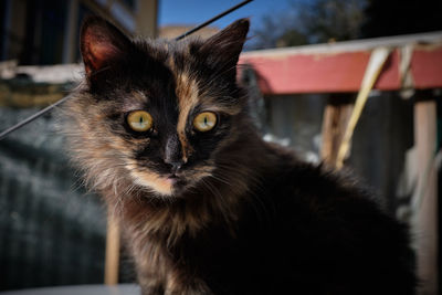 Close-up portrait of black cat