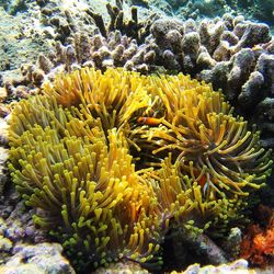 Close-up high angle view of coral