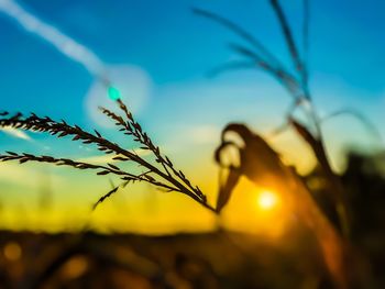 Close-up of plants against sky during sunset