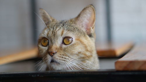 Close-up portrait of a cat