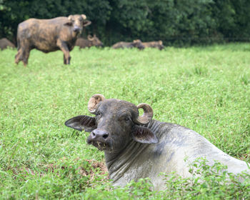 View of two dogs on field