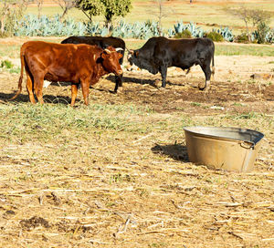 Cows standing in a field