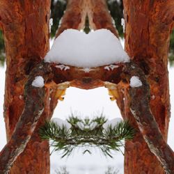 Close-up of tree trunk during winter