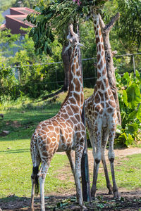 Giraffe standing in zoo