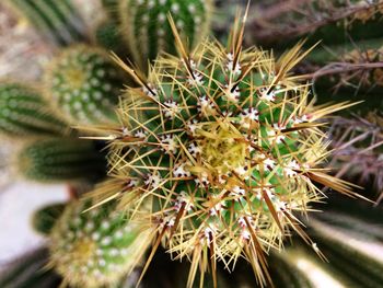 Close-up of prickly pear cactus