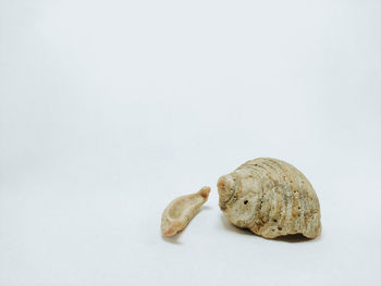 High angle view of shell on white background