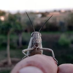 Presumed grasshopper looking at the camera