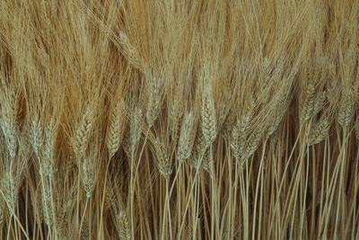 Full frame shot of crops in field