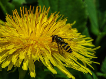 Close-up of bee pollinating on yellow flower