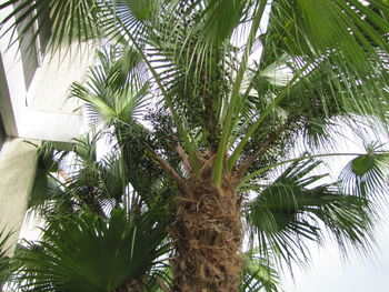 Low angle view of palm trees