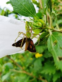 Close-up of insect on plant