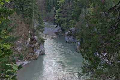High angle view of river amidst trees in forest