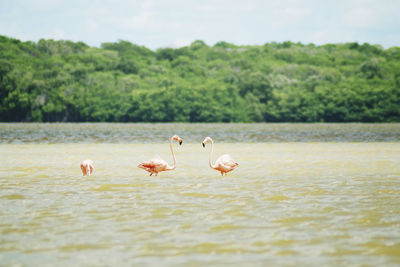 Ducks in a lake