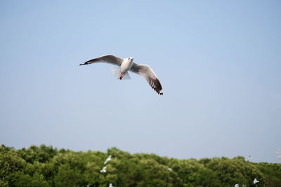 Low angle view of bird flying against clear sky