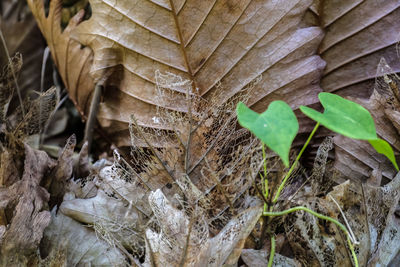 Close-up of plants