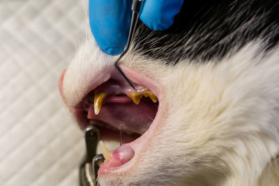 Close-up of cat yawning