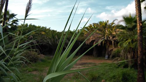 Close-up of palm trees on field against sky