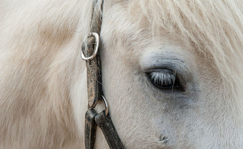 Close-up of a horse