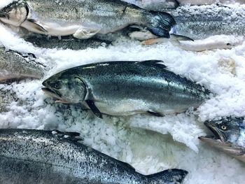 High angle view of fishes for sale at market