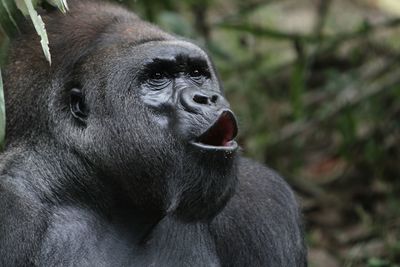 Close-up of a gorilla looking away