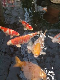 High angle view of koi carps swimming in lake