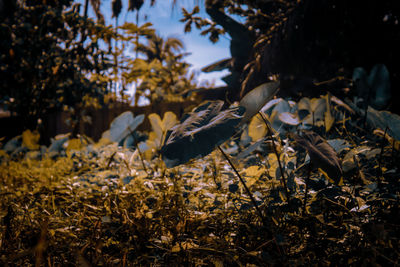 View of birds on land