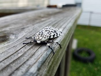 Close-up of garden tiger moth on railing in back yard