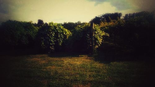 Trees on field against clear sky