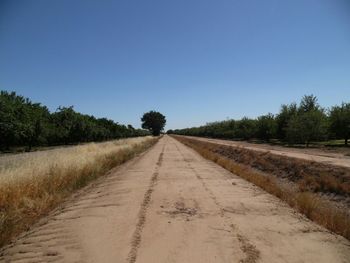 Empty road along trees