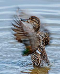 Close-up of duck swimming in lake