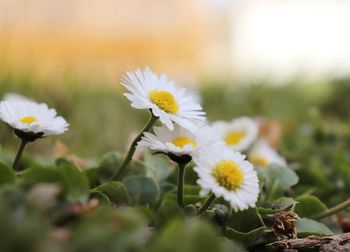 Close-up of white flowering plant