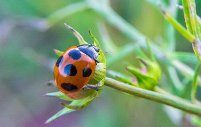 Close-up of ladybug on plant