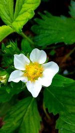 Close-up of white flowers