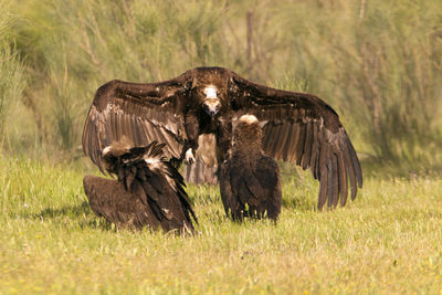 View of birds on grass