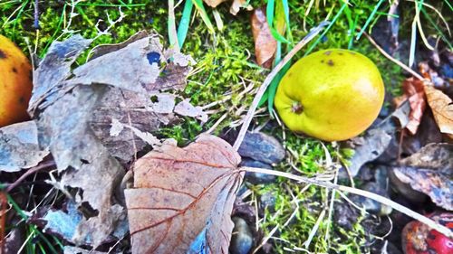 Close-up of fruits on tree