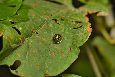 Close-up of wet leaves