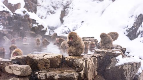 Close-up of japanese macaques in hot spring