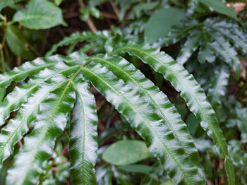 Close-up of succulent plant leaves