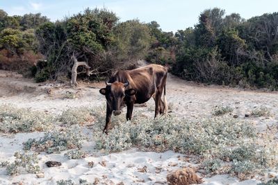 Horse standing in a field