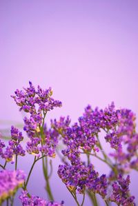 Close-up of pink flowering plant against sky