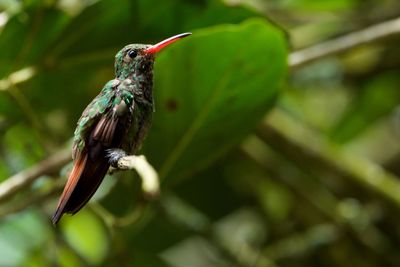 Close-up of bird perching on plant