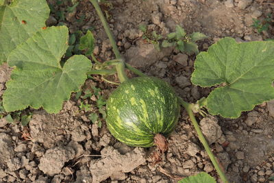 High angle view of lemon growing on field